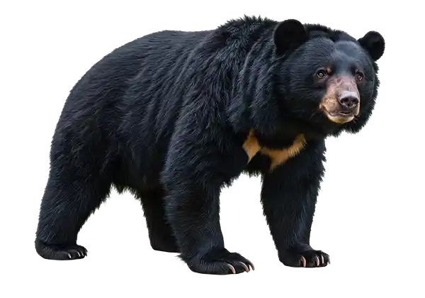 The American Black Bear
