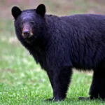 Bears of the Smokies