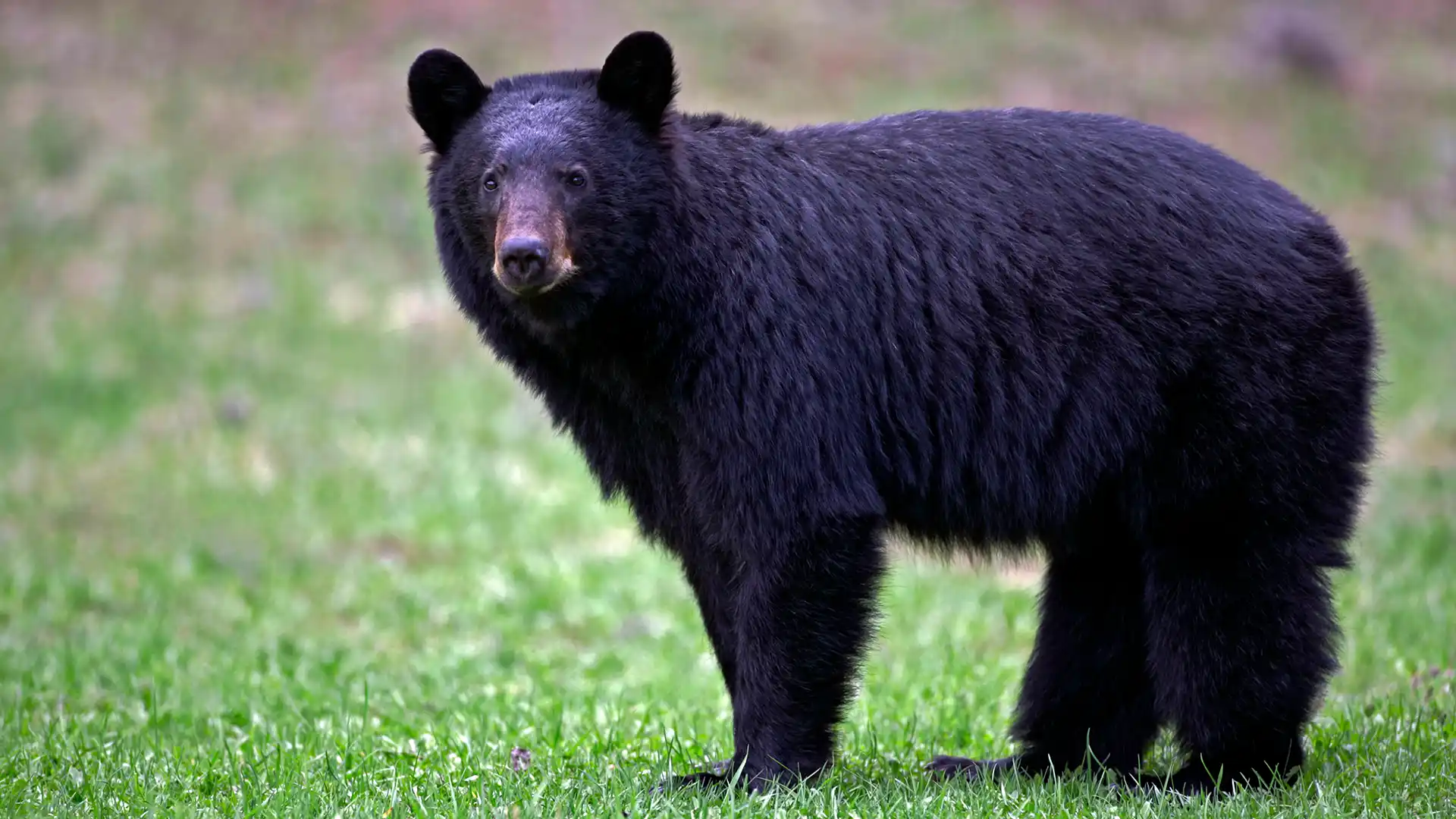 Bears of the Smokies