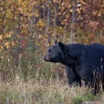 Do I Need a Permit to Carry Bear Spray