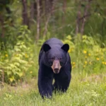 Do I Need Bear Spray