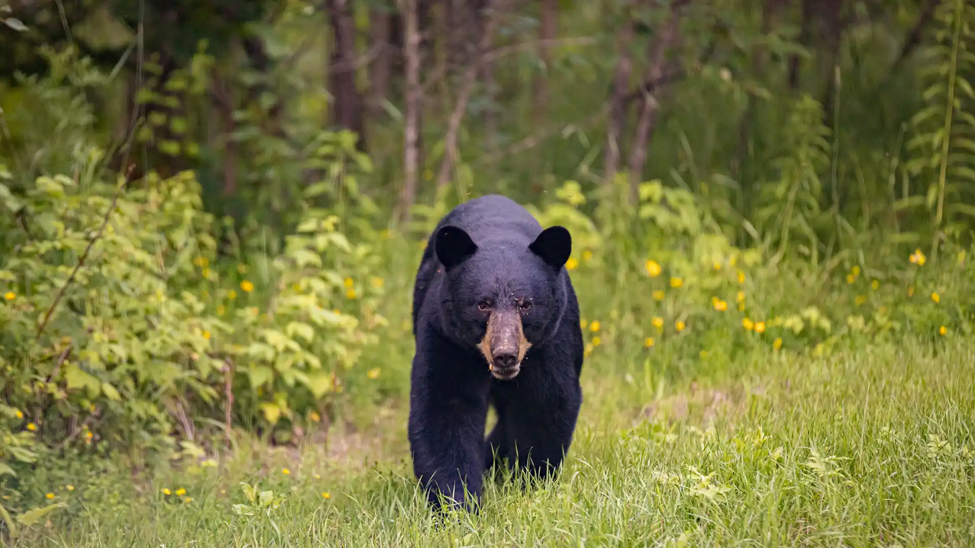 Do I Need Bear Spray